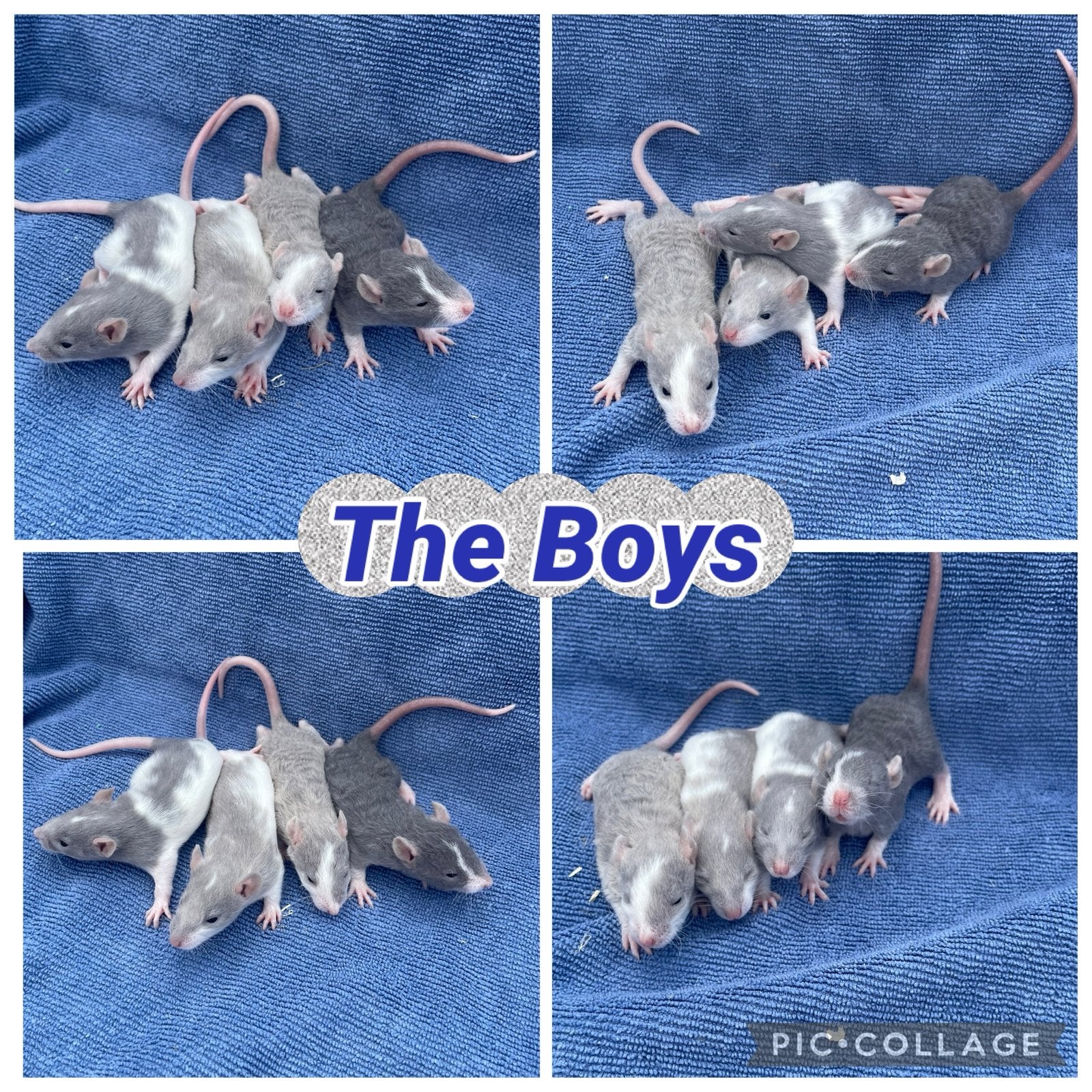 10 lieve rittens, reservatie mogelijk!, Rat, Juli, Meerdere dieren, Tam