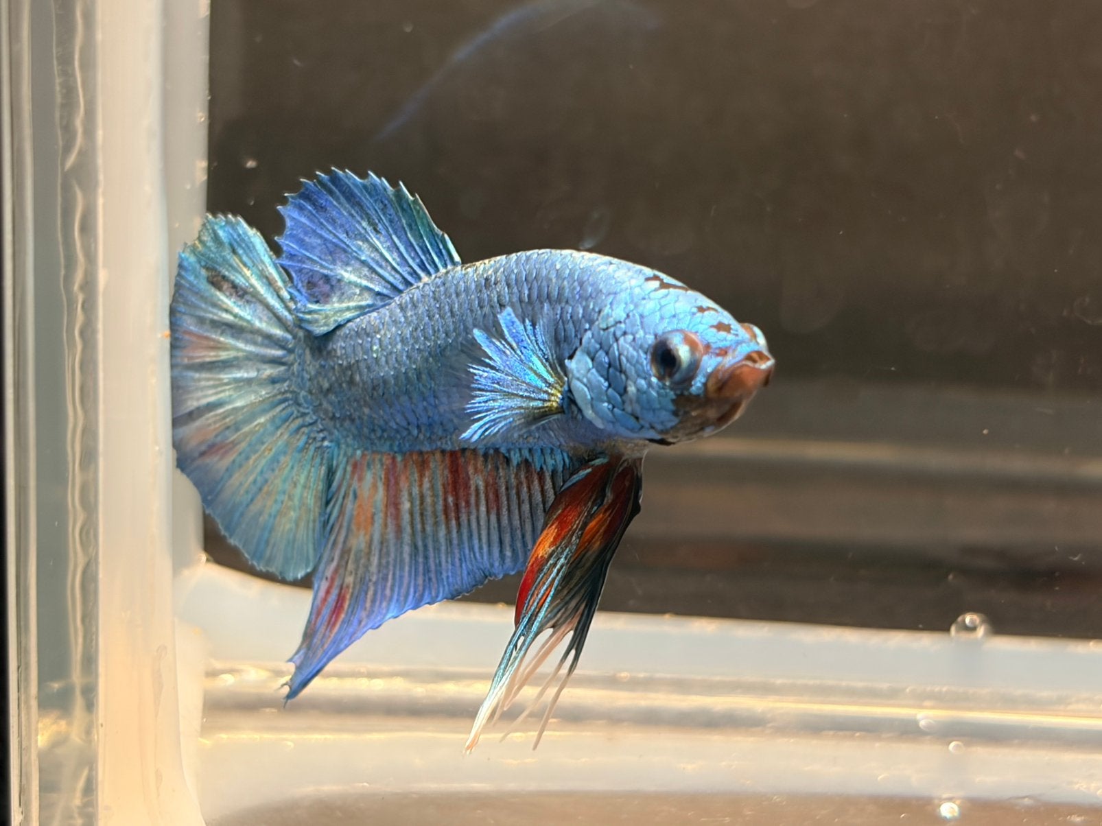 Betta Splendens, Kempvis man, blauw, Dieren en Toebehoren, Vis