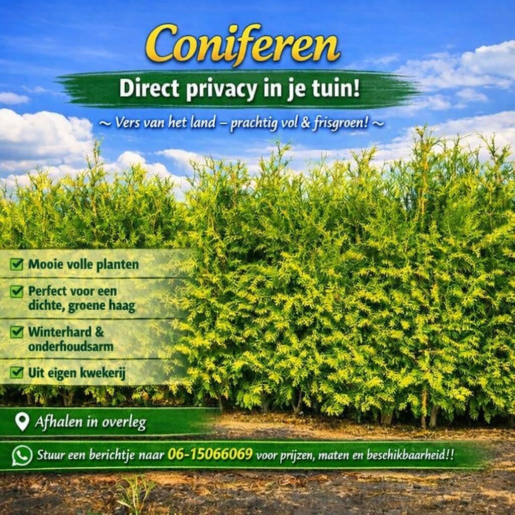 Coniferen - Thuja Brabant, Tuin en Terras, Planten | Struiken en Hagen, Ophalen, Conifeer, Haag, 100 tot 250 cm