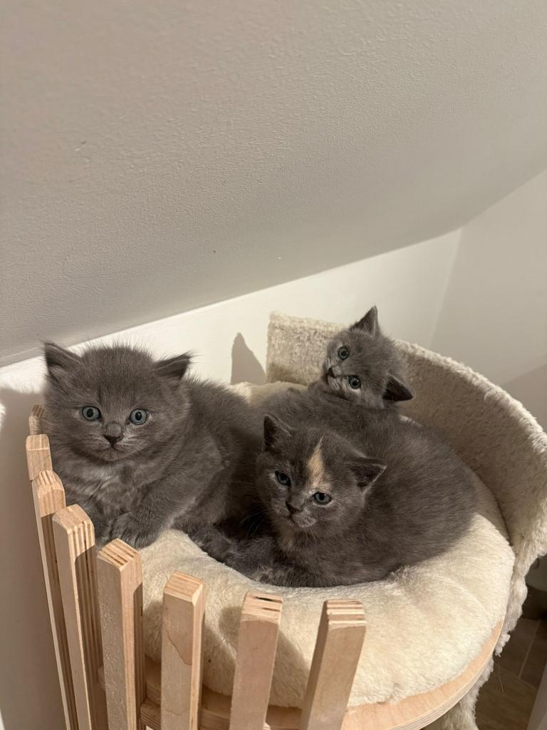 Britse korthaar kittens, Poes, Ontwormd
