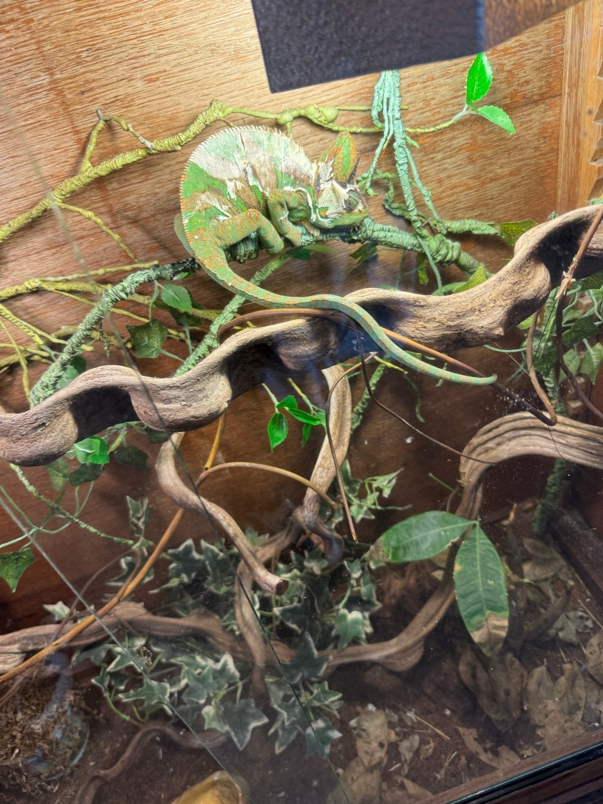 Kameleon + erg mooi terrarium. Chameleon - unknown for sale from Teun Leenders