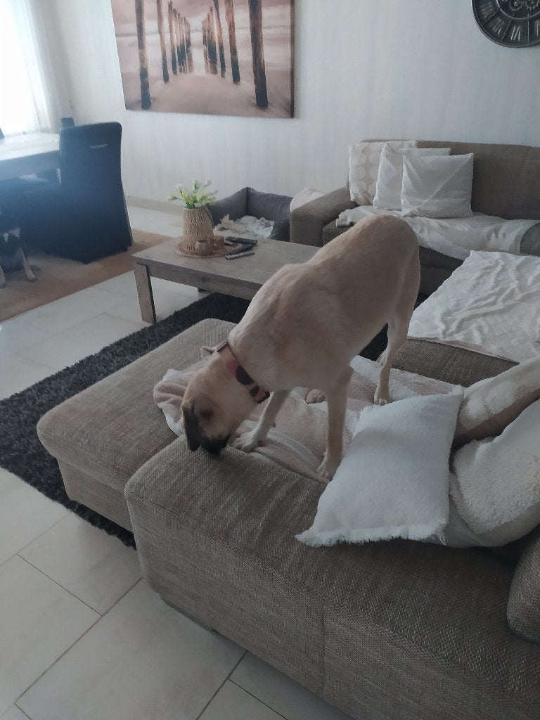 Kangal, 15 weken tot 1 jaar, Overige rassen, Buitenland, Teef