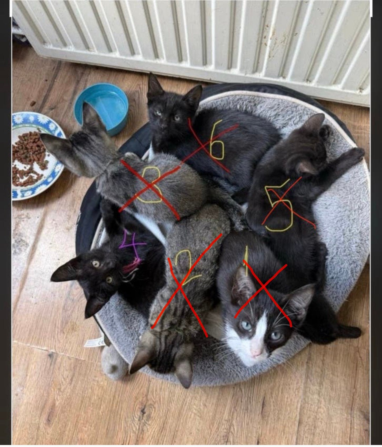 5 lieve kittens! zoek nieuw famile, Kater, Kortharig, 0 tot 2 jaar