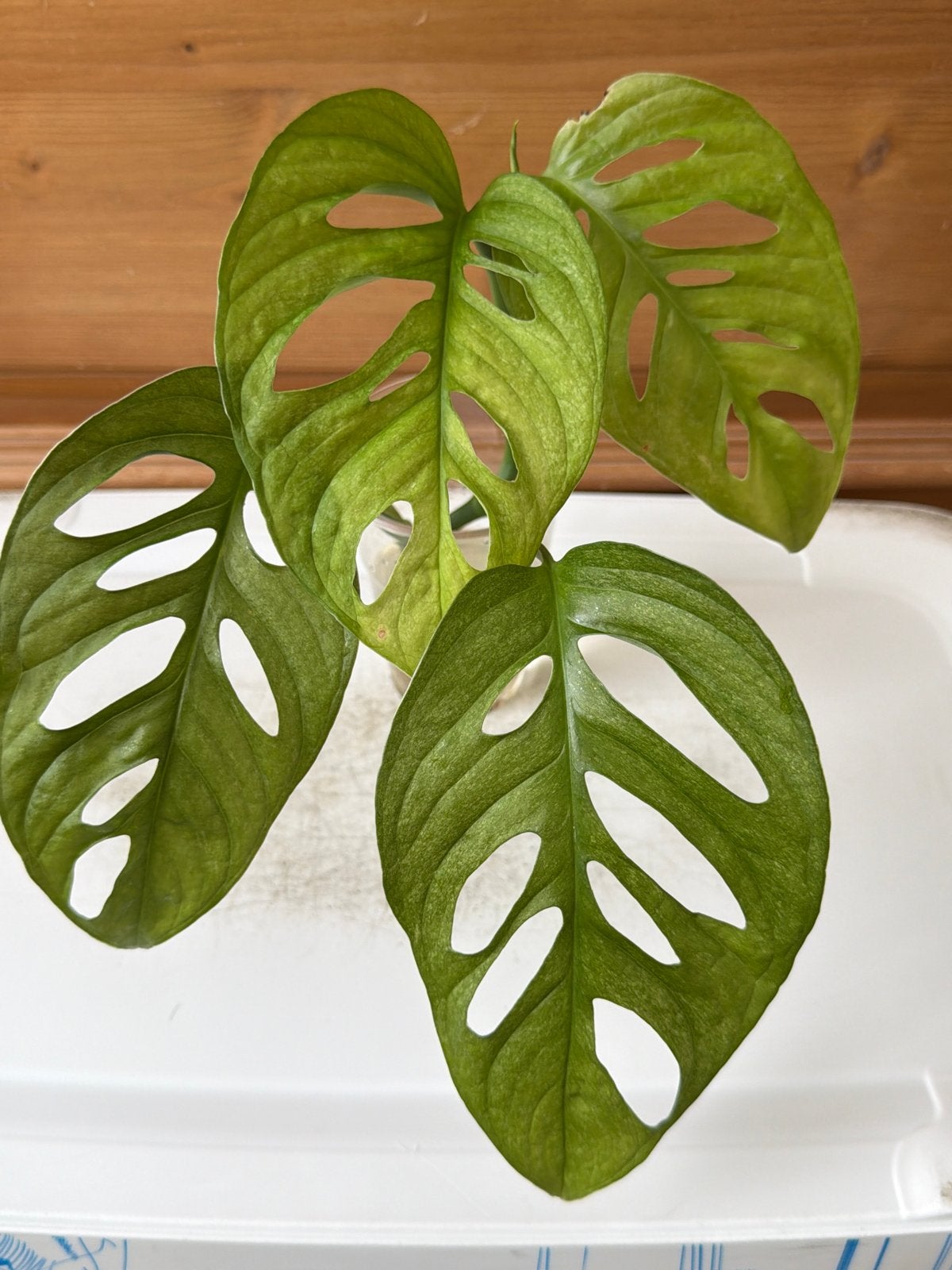 Monstera Adansonii Mint - Kopstek, Huis en Inrichting, Kamerplanten, Ophalen