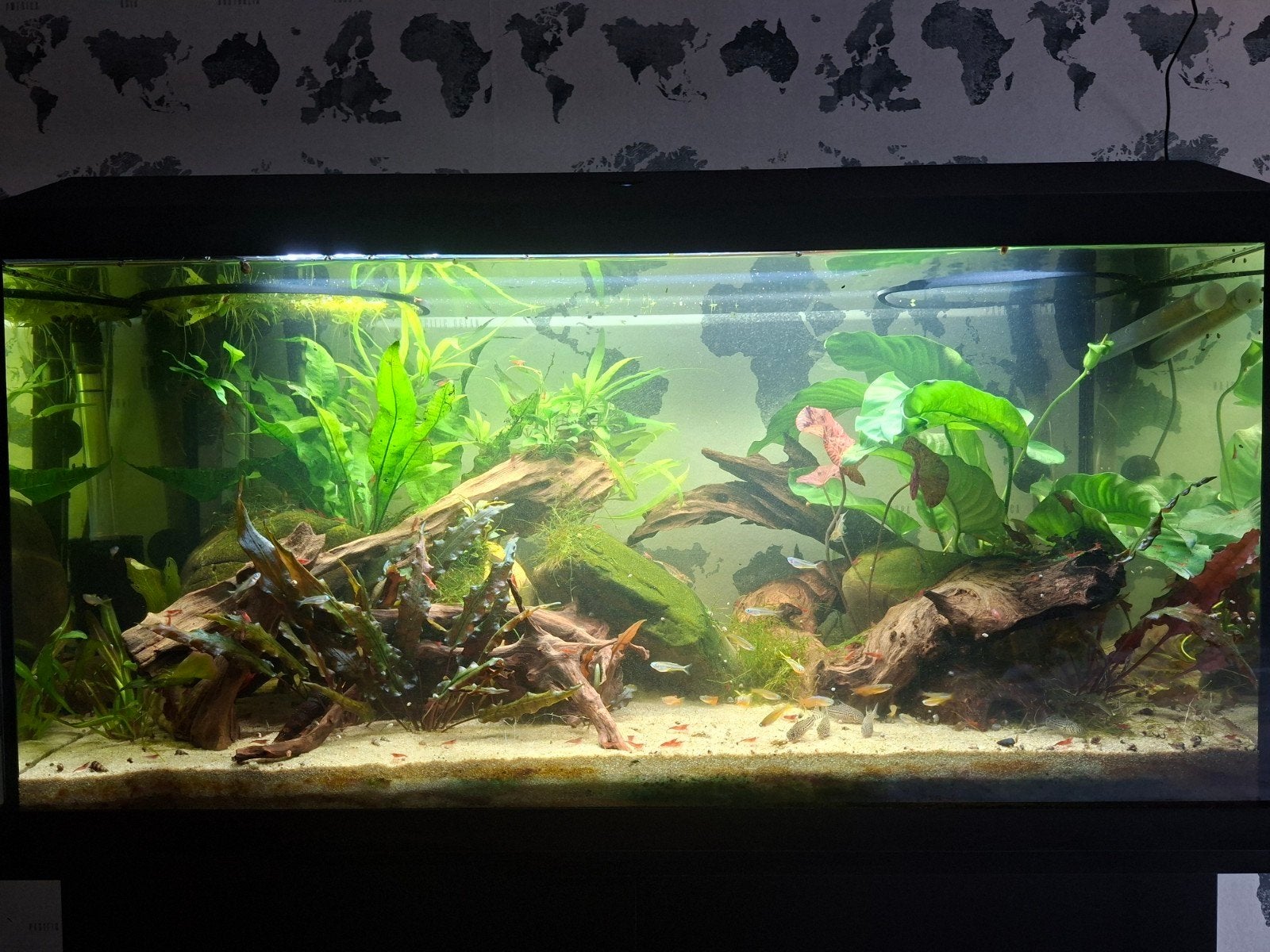 Aquariumplanten: Hygrophila Drijfplanten Mix, Ophalen of Verzenden, Nieuw, Plant(en), Steen of Hout, Overige merken