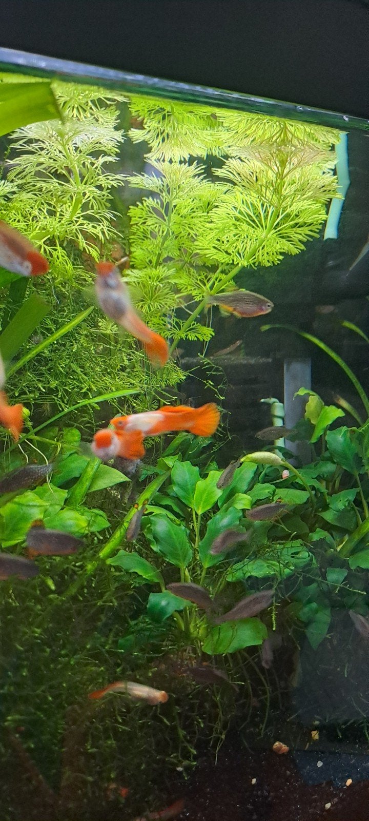 Koi Guppen, Dieren en Toebehoren, Vis, Zoetwatervis, Schoolvis