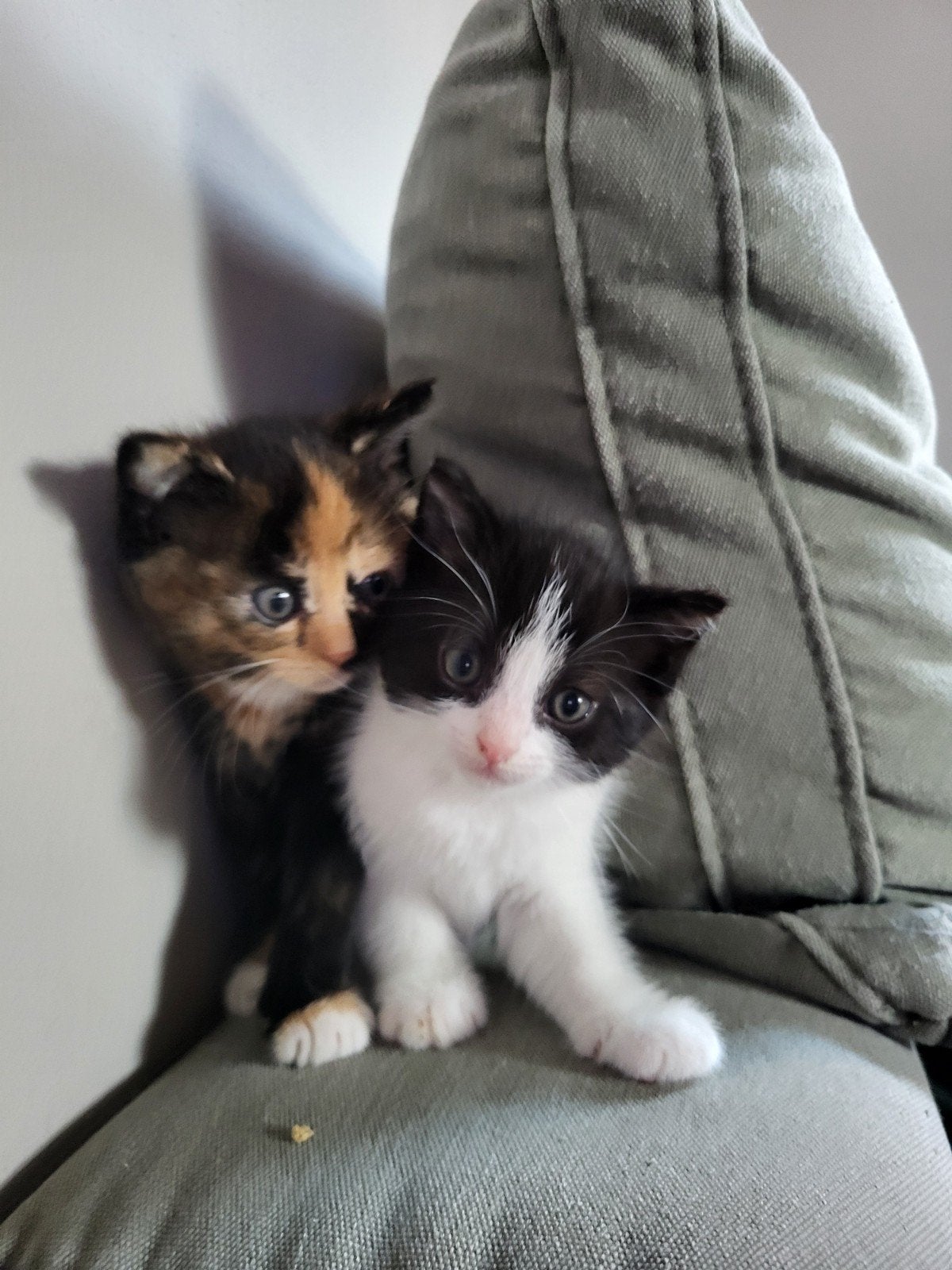 Lieve kruising kittens, Dieren en Toebehoren, Katten en Kittens | Overige Katten, Meerdere dieren, 0 tot 2 jaar