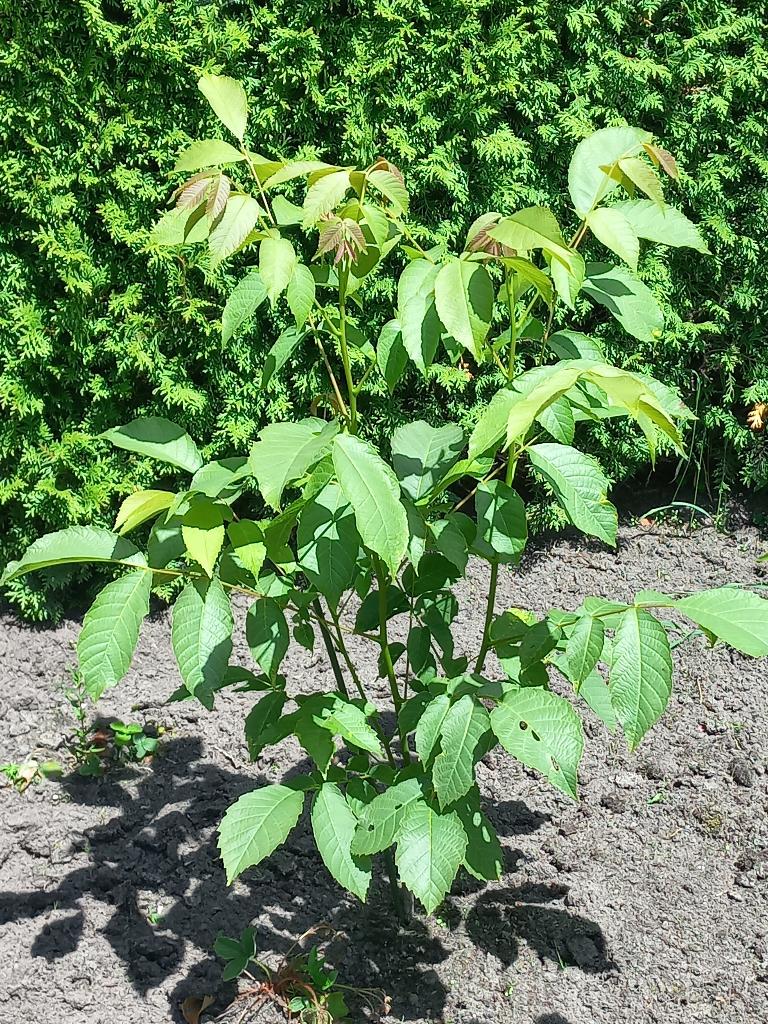 walnotenboompjes (Juglans regia) diverse lengtes, Ophalen, Volle zon, Overige soorten, 100 tot 250 cm