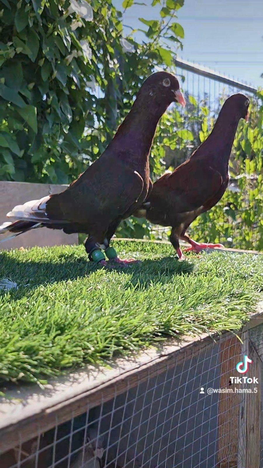 mooi Koppel, Dieren en Toebehoren, Vogels | Duiven, Meerdere dieren, Overige soorten
