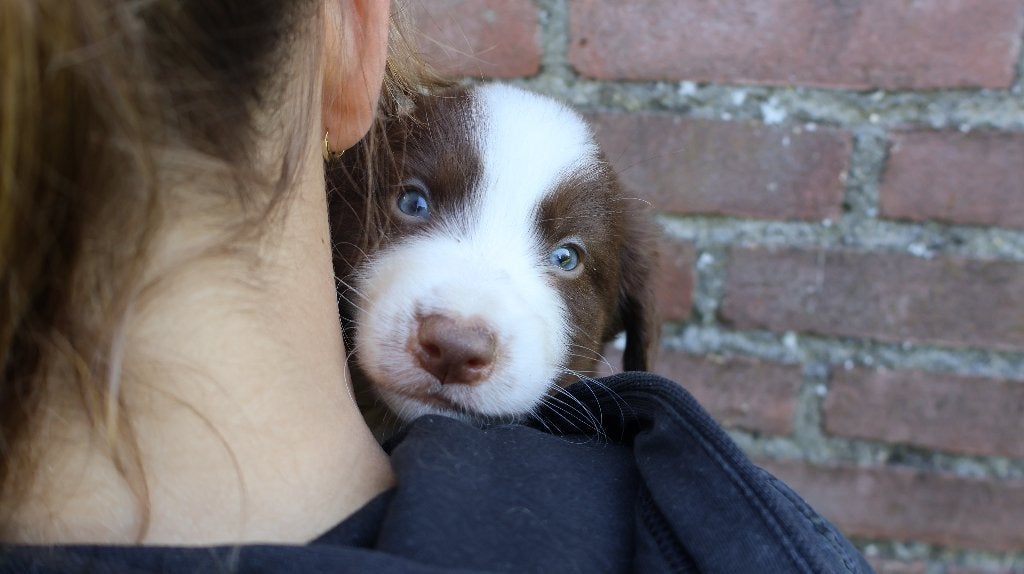Lieve en schattige niet ras pups te koop, Parvo, Nederland, 8 tot 15 weken, Meerdere