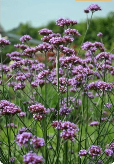 Verbena bonariensis (ijzerhard), Tuin en Terras, Ophalen, Overige soorten, Volle zon
