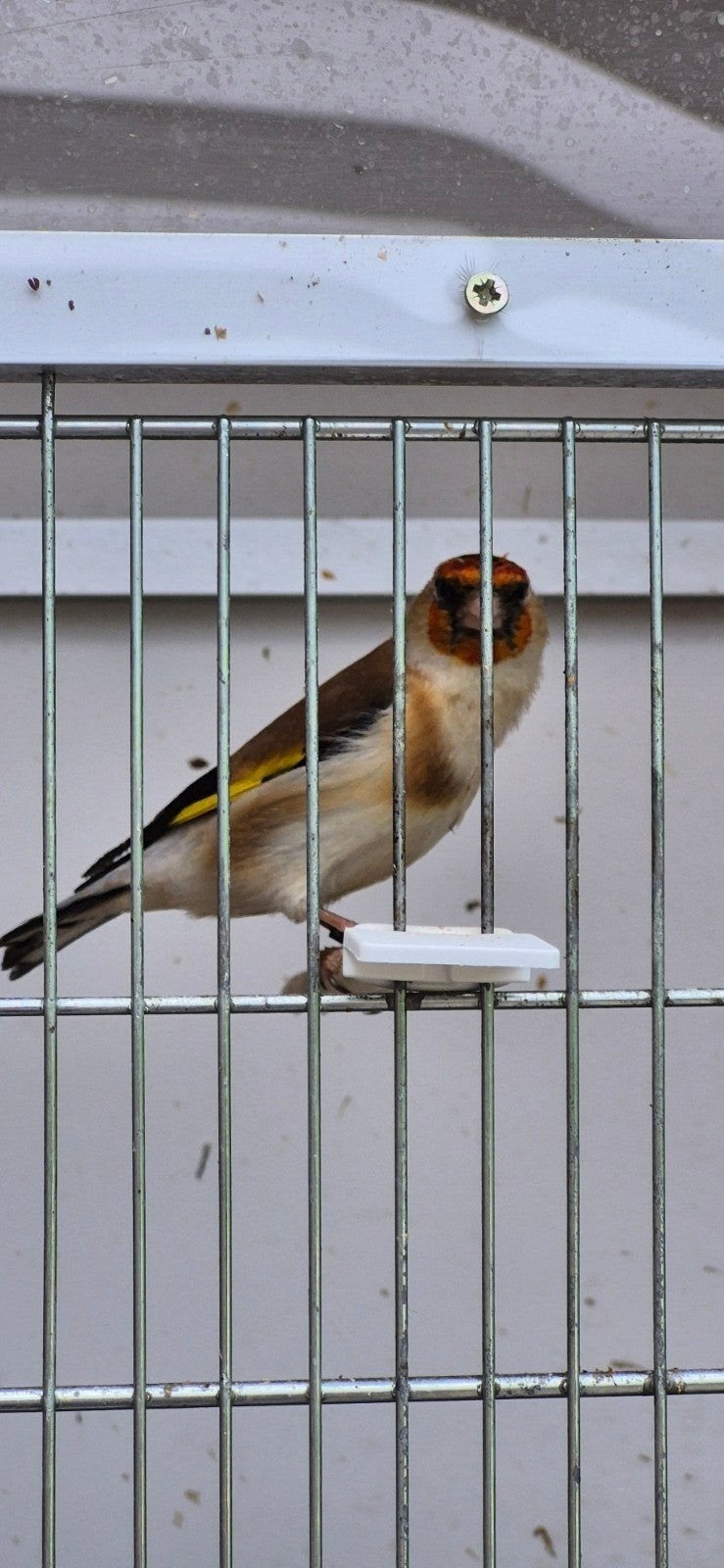 Putter, Mannelijk, Wildzangvogel, Geringd