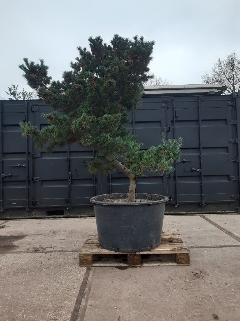Pinus parviflora bonsai, Tuin en Terras, Volle zon, Vaste plant, Bloeit niet, Ophalen