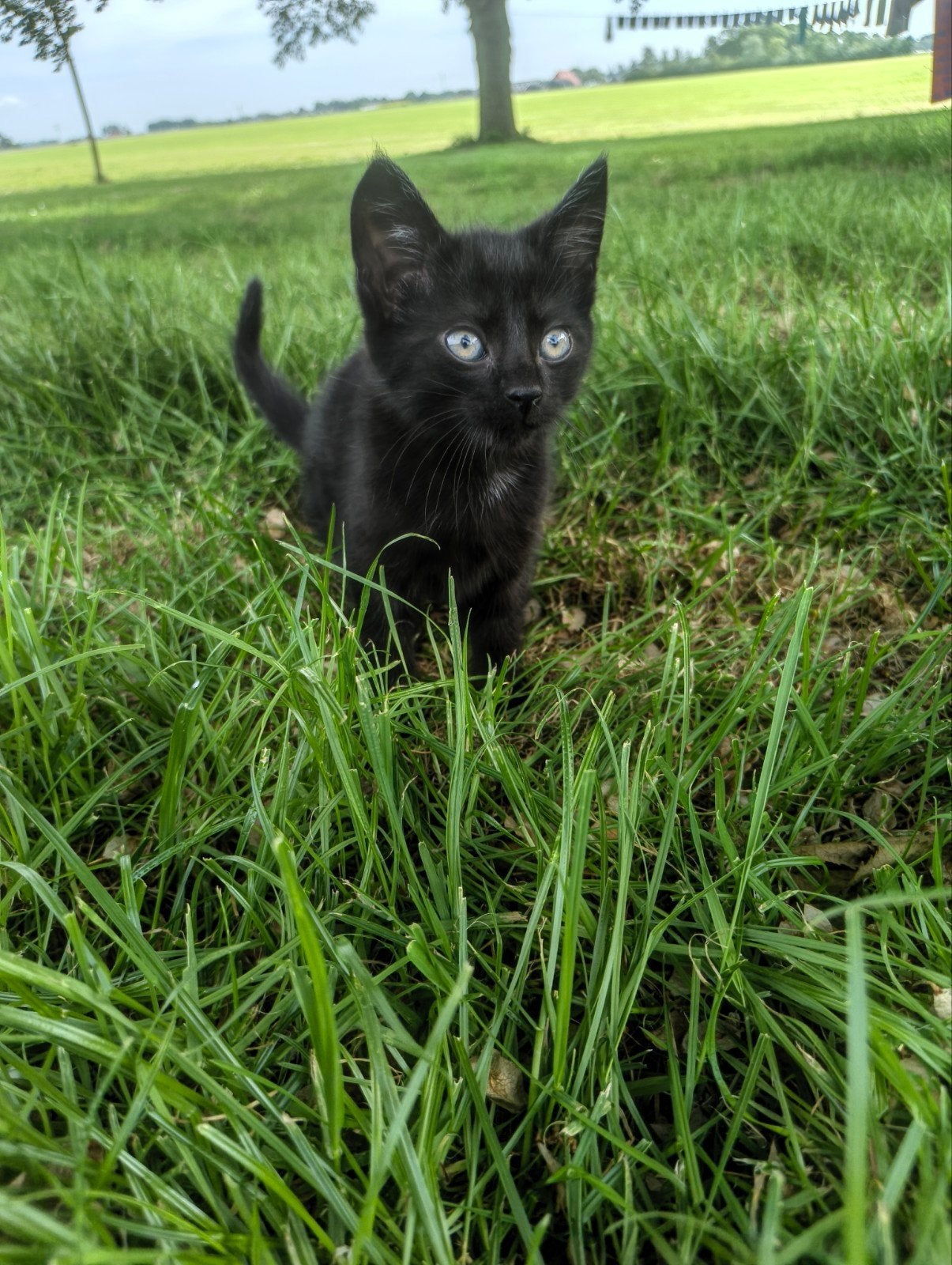 Lieve kittens!