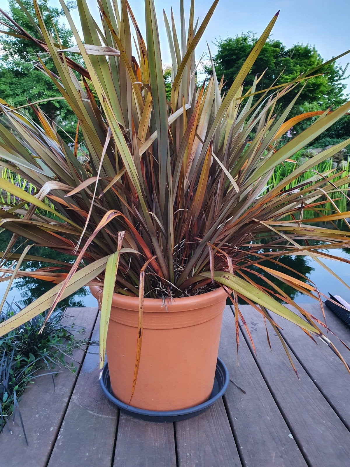 Nieuw-Zeelands Vlas (Phormium) vanaf 7 euro in 2L potten, Tuin en Terras, Ophalen, Volle zon, Vaste plant, Siergrassen