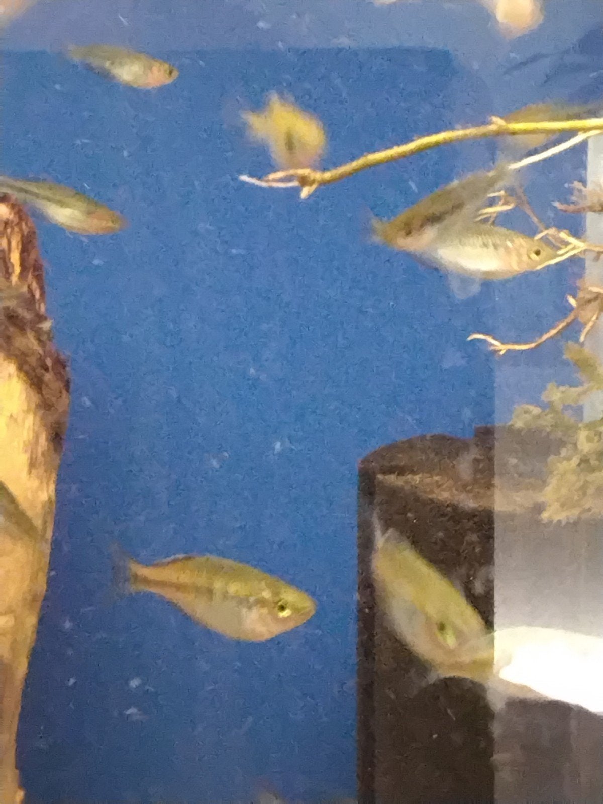Melanotaenia Boeseman,s, Dieren en Toebehoren, Vis, Zoetwatervis, Schoolvis