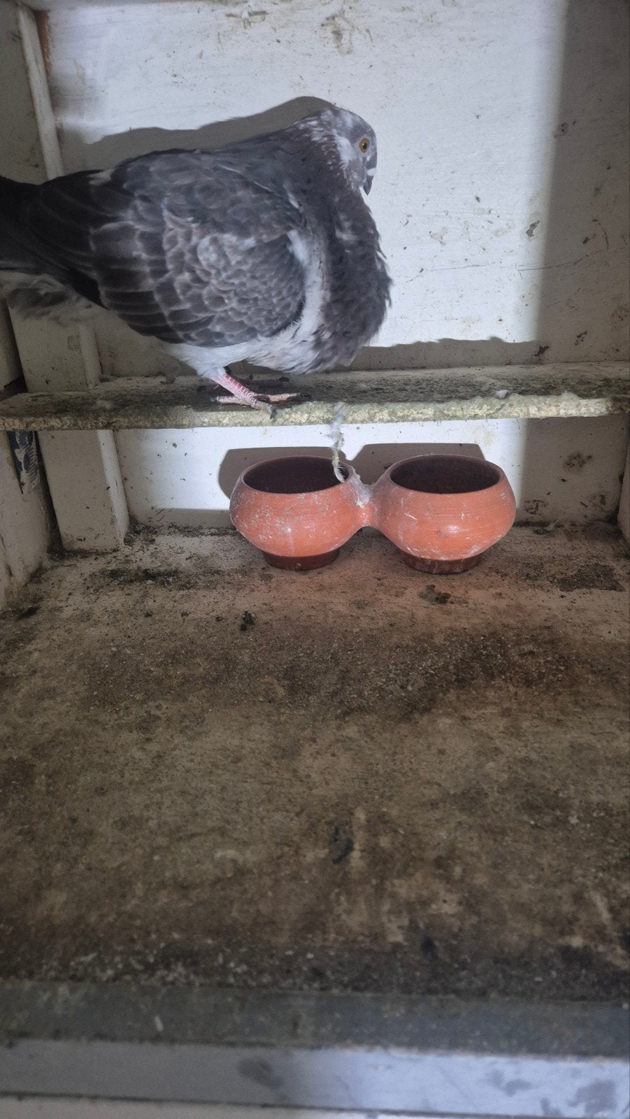 grijze duif, Dieren en Toebehoren