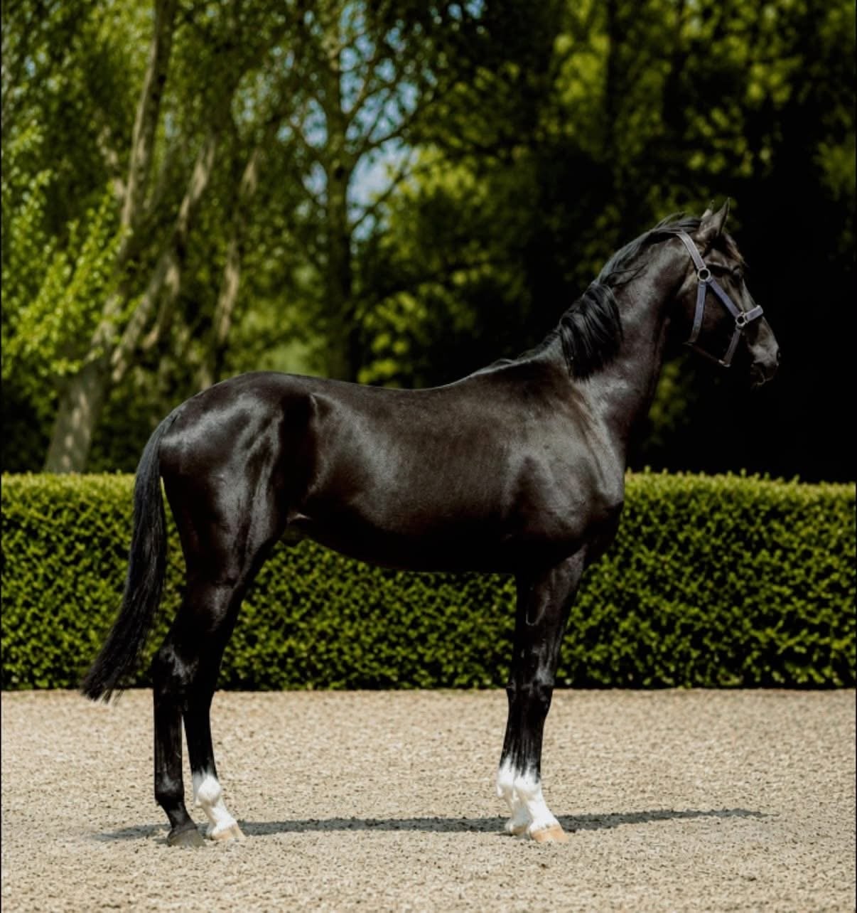 Jong Talentvolle Dressuurhengst, Dieren en Toebehoren, Paarden, Met stamboom, Dressuurpaard, 0 tot 2 jaar, Hengst
