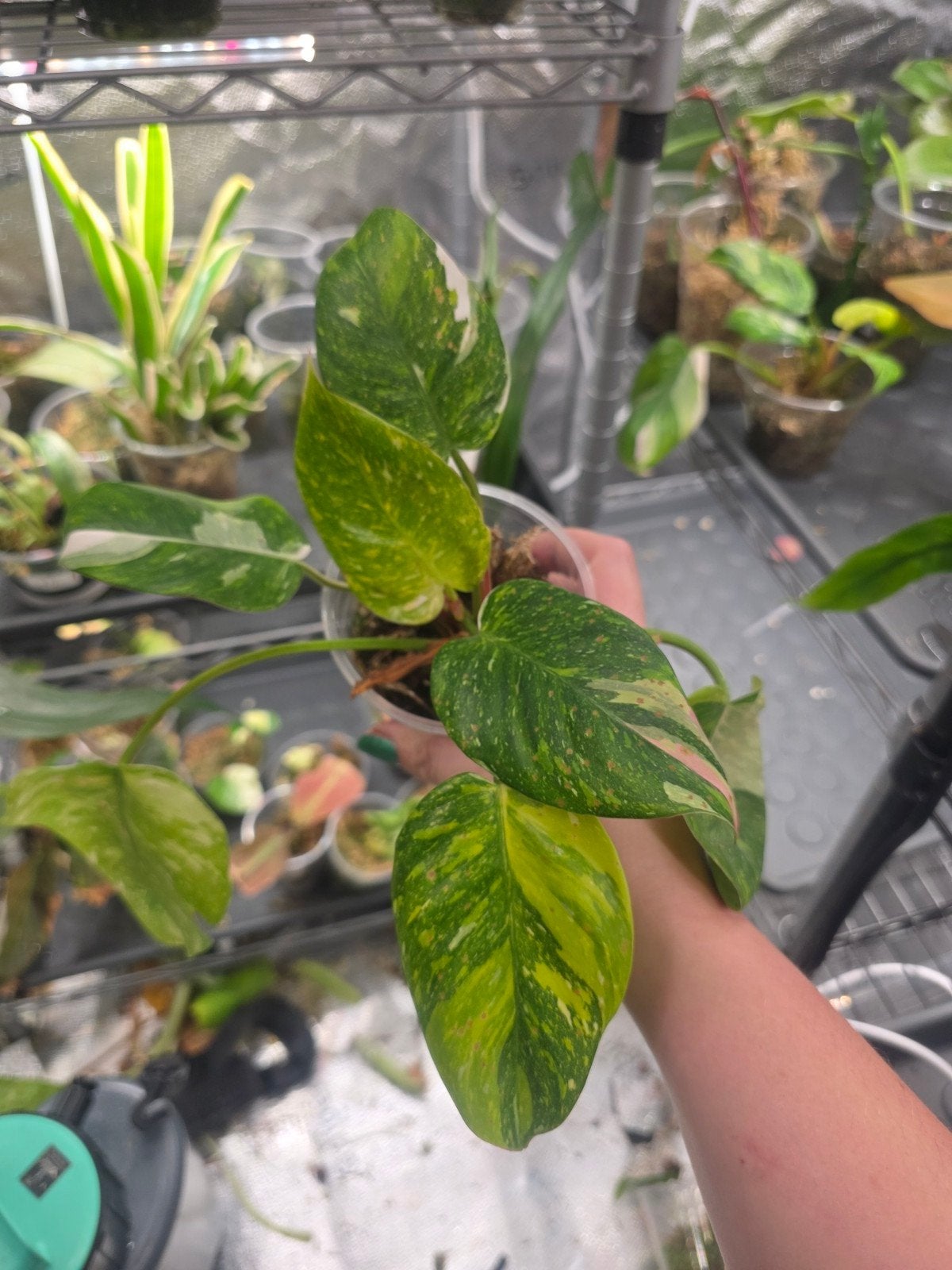 philodendron white princes tricolor lime, Ophalen of Verzenden, Halfschaduw, Minder dan 100 cm