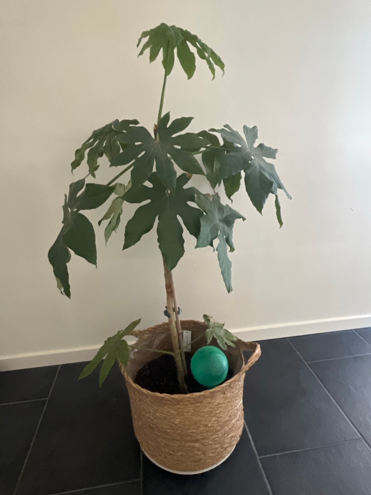 Grote Fatsia Japonica kamerplant in rieten ‘pot’, Ophalen, 100 tot 150 cm, Overige soorten, Halfschaduw
