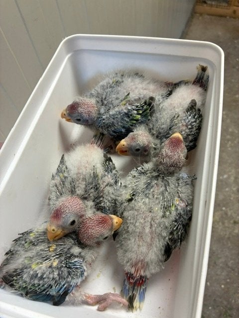 Rode rosella, Meerdere dieren, Parkiet, Geringd