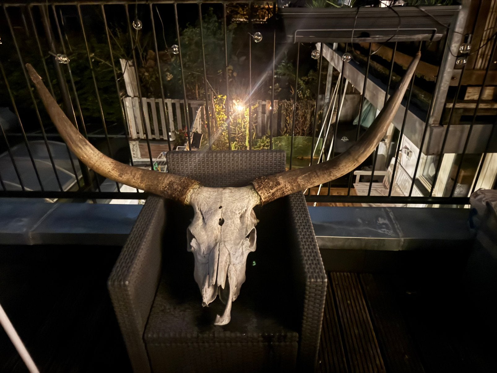 Longhorn schedel met hoorns, Ophalen, Gebruikt
