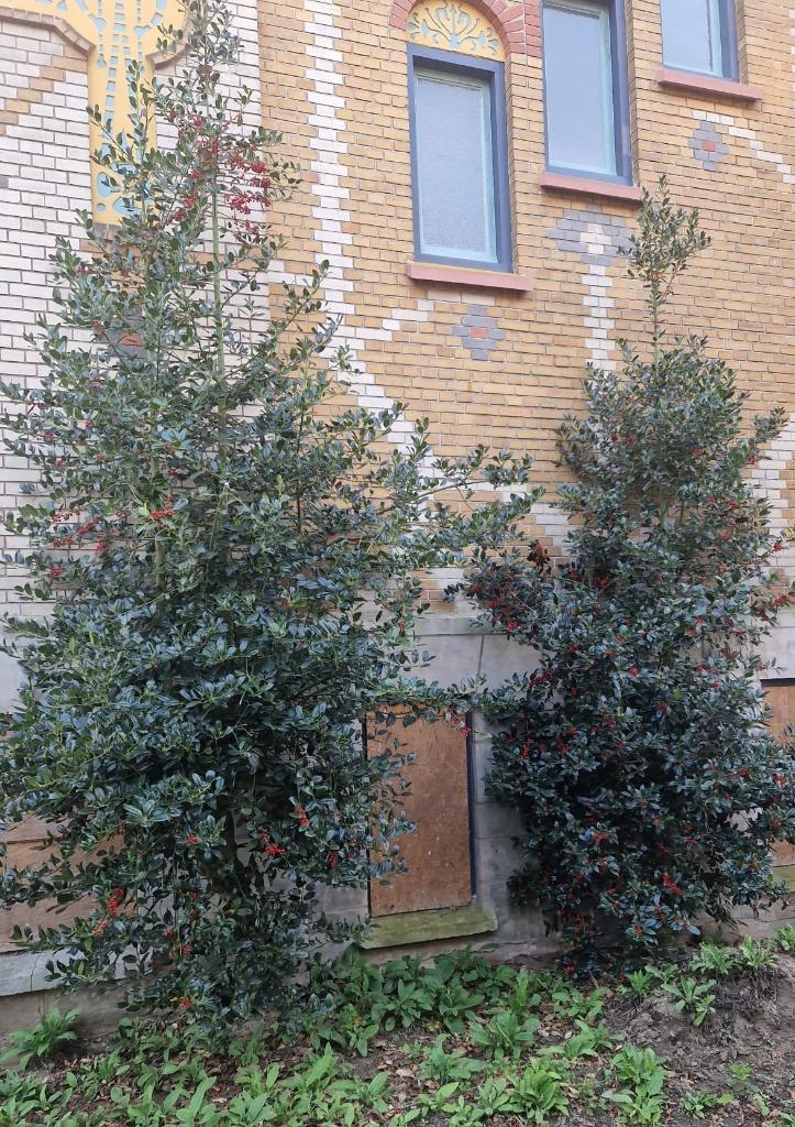 Gratis bomen (hulsten), Ophalen, Volle zon, Overige soorten, 250 tot 400 cm
