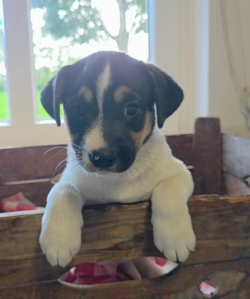 prachtige Boerenfox pup reutje driekleur, Dieren en Toebehoren, Honden | Niet-rashonden, Parvo, Reu, 8 tot 15 weken, Eén hond