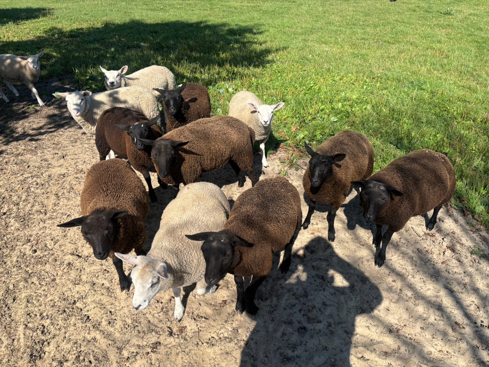 14 weidelammeren!, Dieren en Toebehoren, Schapen, Geiten en Varkens, Mannelijk, Geit