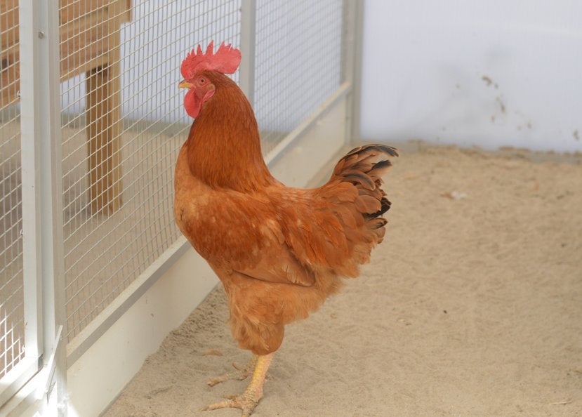 Hanen ter adoptie, Mannelijk, Kip
