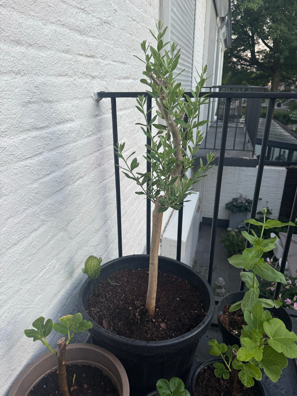 Mooie olijfboom, snelgroeiend en vol, Volle zon, Vaste plant, Bloeit niet, Ophalen