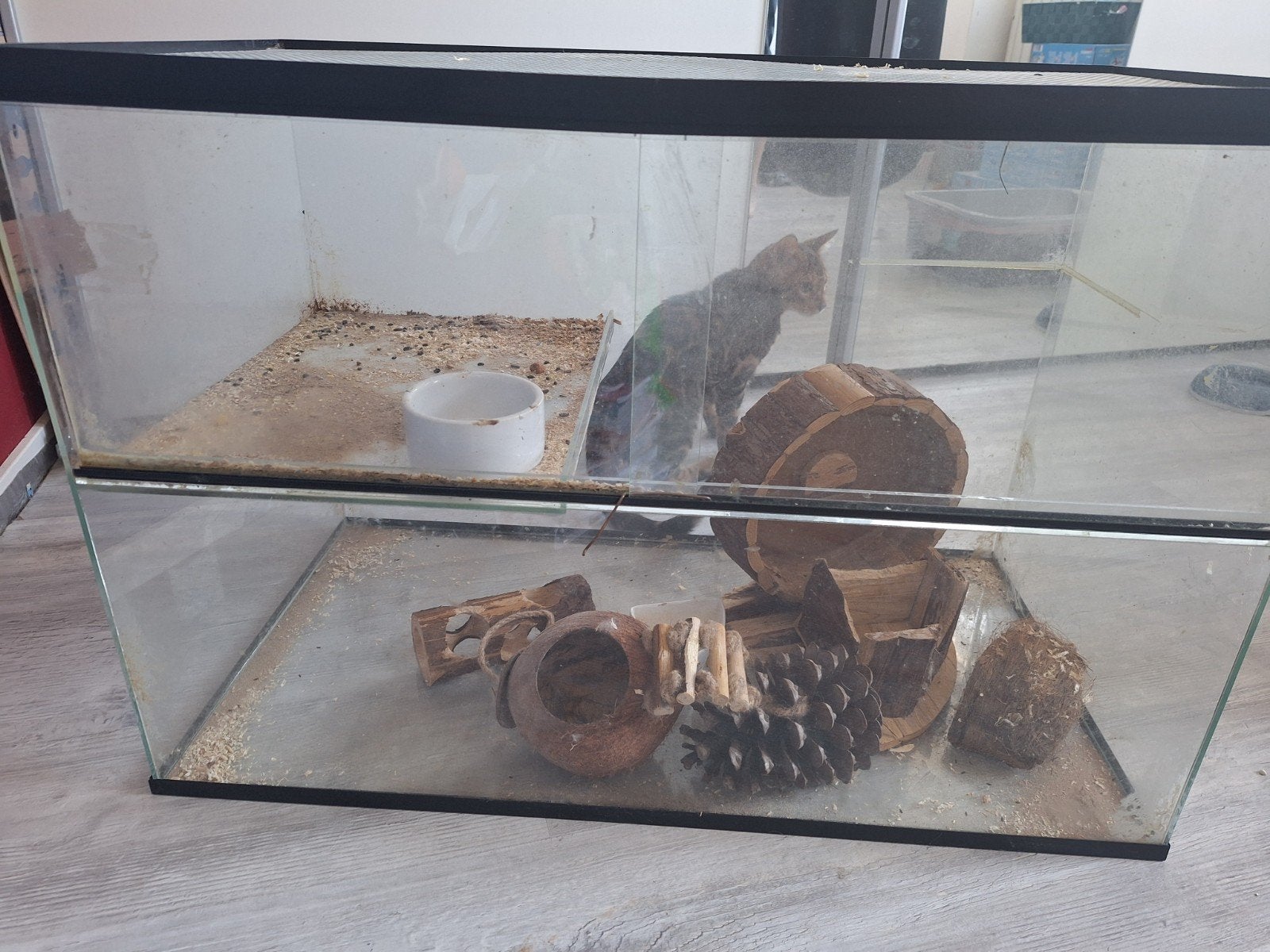 hamster terium, Kooi, Minder dan 75 cm, Hamster, Ophalen