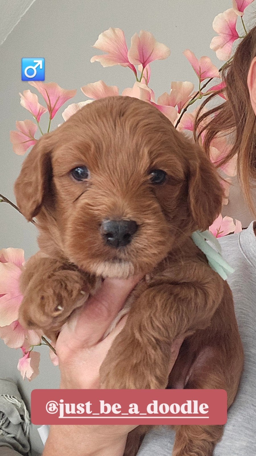 Australian Labradoodle pups met wala stamboom, CDV (hondenziekte), Overige rassen, 8 tot 15 weken, Meerdere