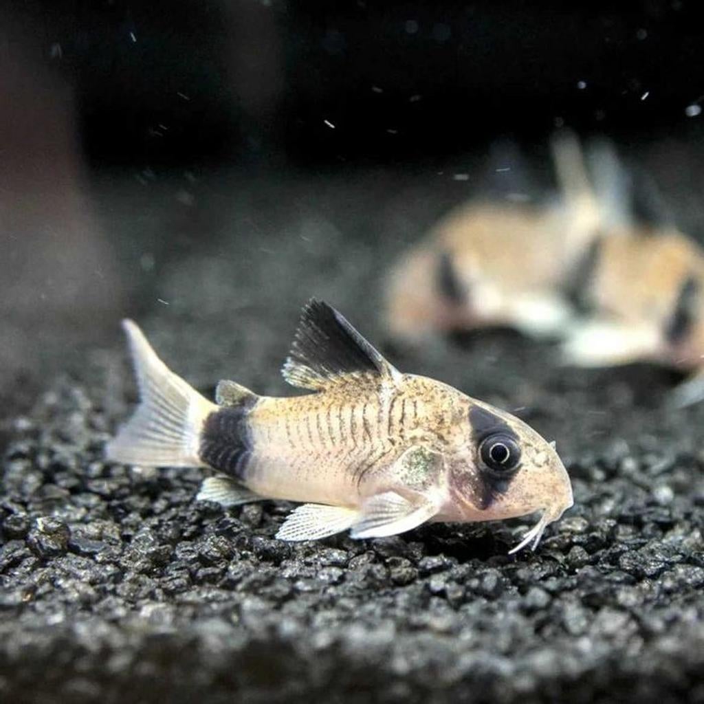 Corydoras Panda - Locatie Munsterbilzen BE, Dieren en Toebehoren, Vis, Zoetwatervis, Schoolvis