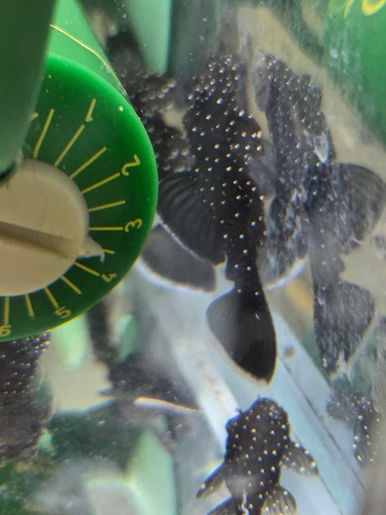 L181 Starlight pleco, Dieren en Toebehoren, Vissen | Aquariumvissen, Vis