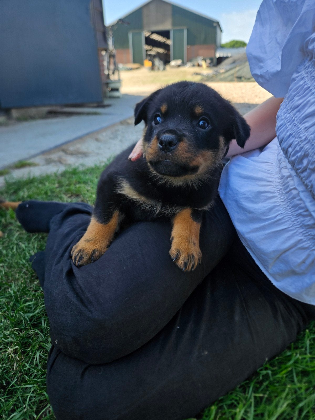 Nog 2 hele lieve Rottweiler puppy's [reutjes], Overige rassen, 8 tot 15 weken, Meerdere, Meerdere dieren