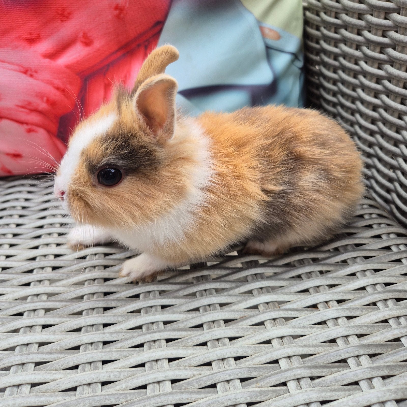 3 Dwergkonijntjes geboren op 3 mei, Dieren en Toebehoren, Konijnen, Meerdere dieren