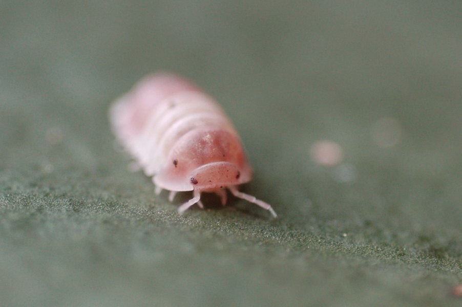 Tijdelijk! 12x Cubaris sp. Pink Panda King, Dieren en Toebehoren, Insecten en Spinnen, Overige soorten