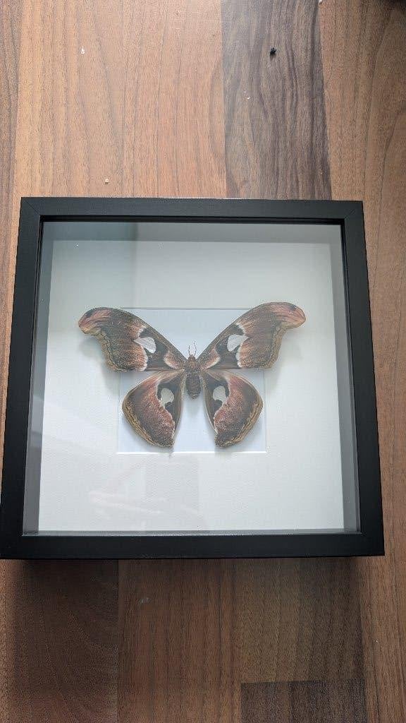 Opgezette attacus lorquini nachtvlinder, Ophalen, Handgemaakt, 25 cm, Nieuw