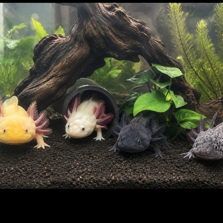 Interessepeiling axolotls, Dieren en Toebehoren, Reptielen en Amfibieën, 0 tot 2 jaar