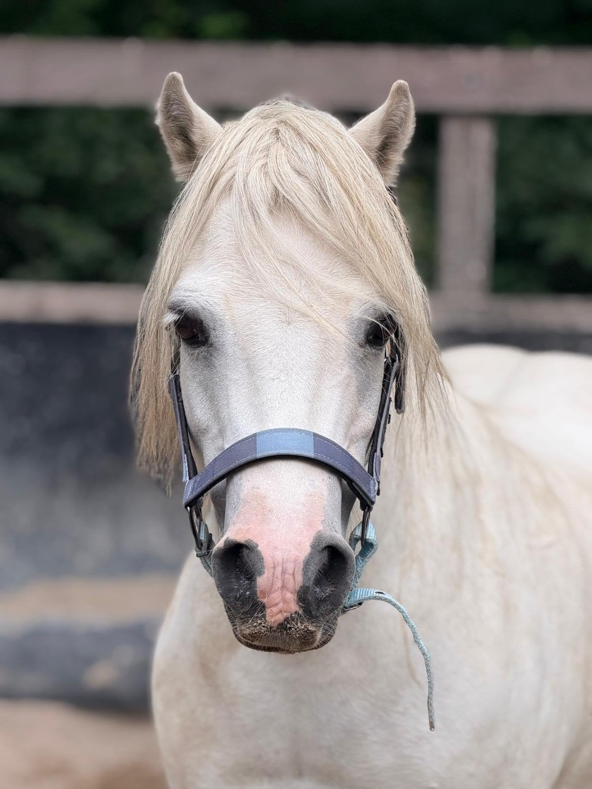 Bijrijdster gezocht/verzorgpony aangeboden, Overige merken, Ophalen, Nieuw, Overige typen
