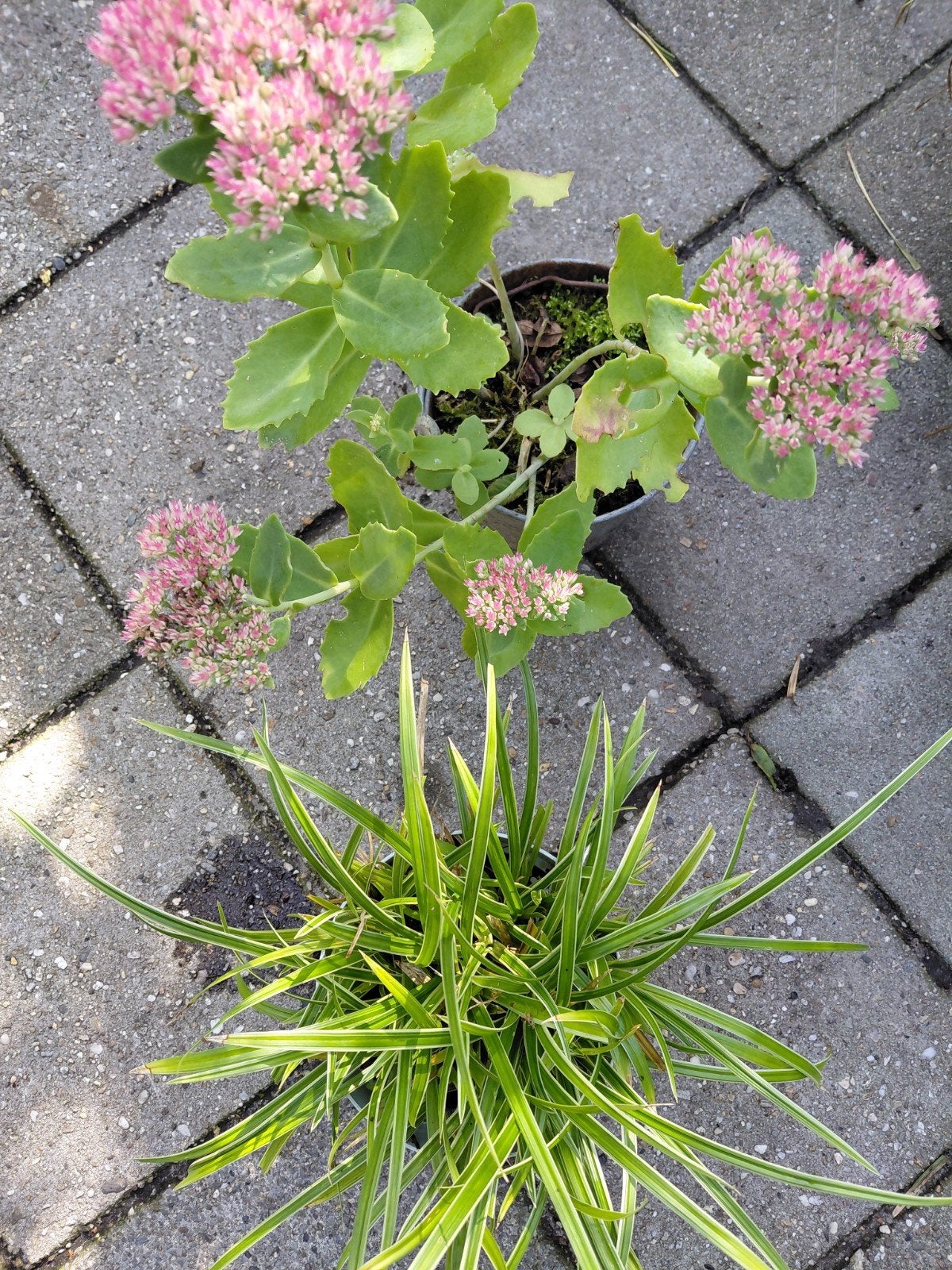hemelsleutel (Sedum) en Zegge (Carex) planten, Ophalen, Volle zon, Vaste plant, Siergrassen