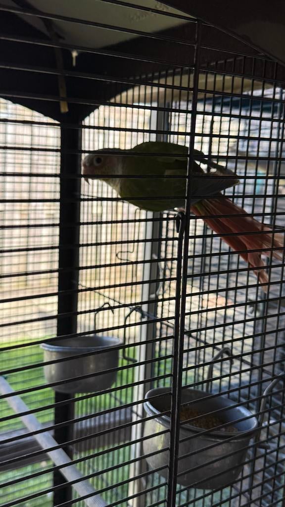 Te koop Green-cheeked Conure, Ophalen of Verzenden, Hout, Vogelkooi