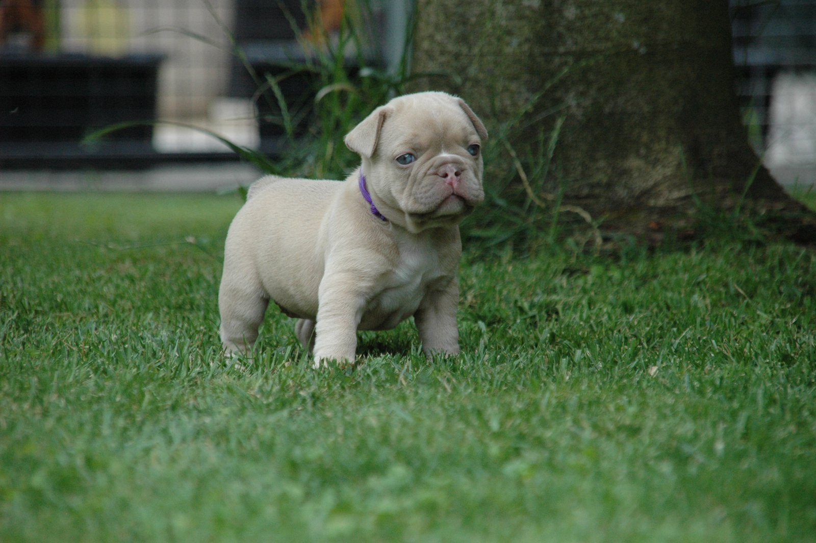 Franse Bulldog pups, Dieren en Toebehoren, België, Particulier, 8 tot 15 weken, Parvo