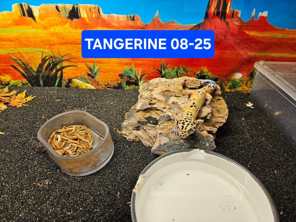 Eublepharis macularius Luipaardgekko Leopard Gecko photo 5