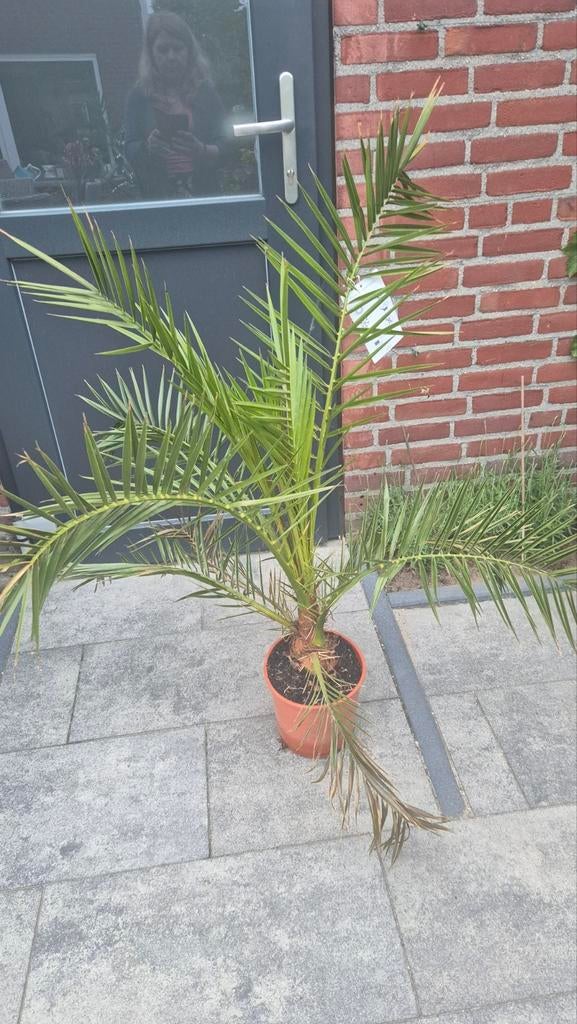 Phoenix Canariensis - Canarische Dadelpalm, Volle zon, Vaste plant, Bloeit niet, Ophalen