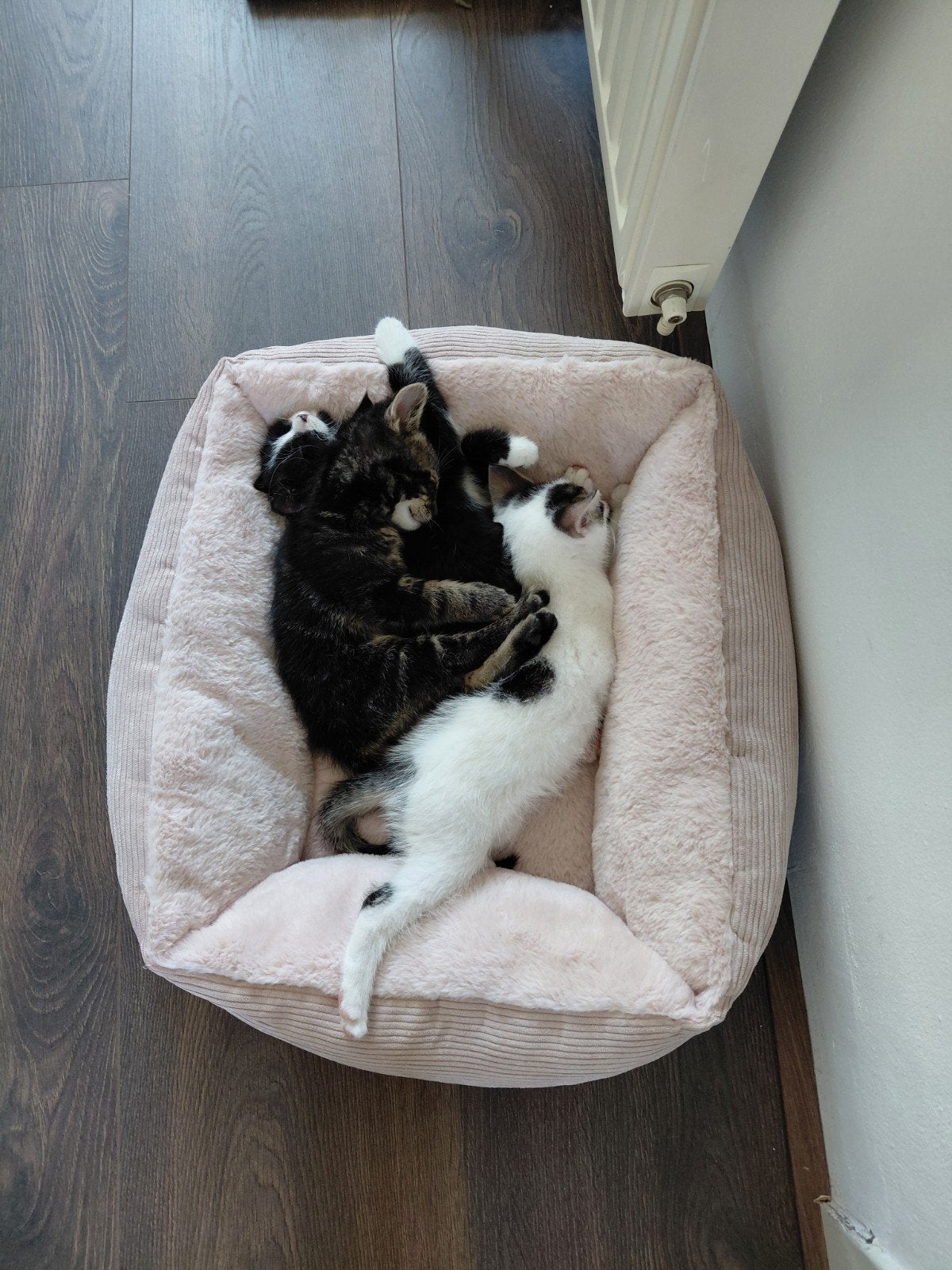 3 lieve, speelse kittens, Dieren en Toebehoren, Katten en Kittens | Overige Katten, Kater