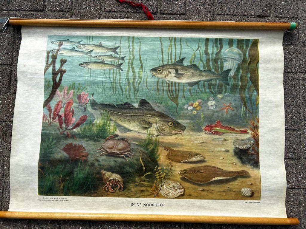 In de Noordzee, Antiek en Kunst, Antiek | Schoolplaten, Ophalen of Verzenden, Natuur en Biologie