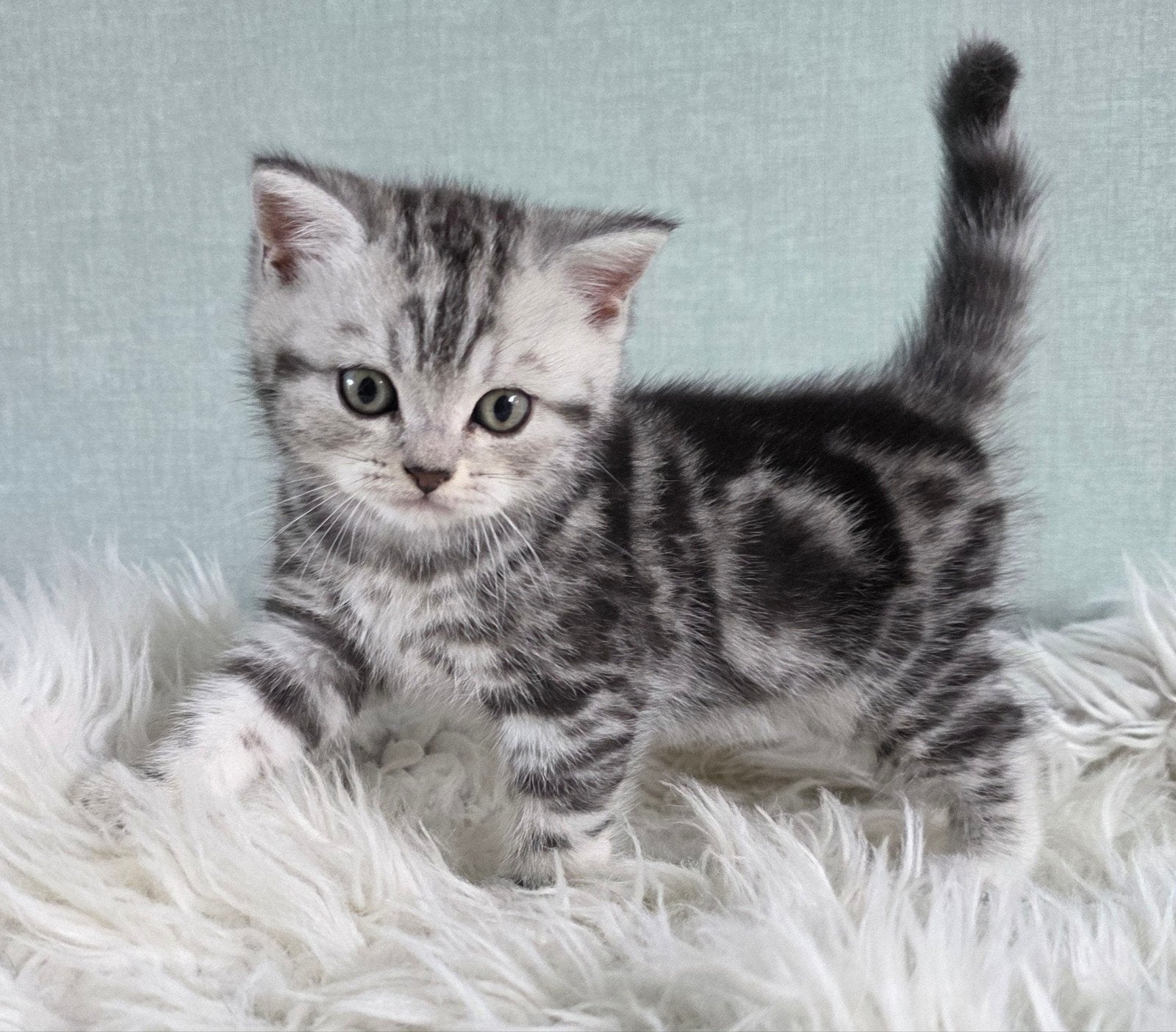 Prachtig Brits korthaar Black silver tabby blotched kitten, Kater, Gechipt, 0 tot 2 jaar