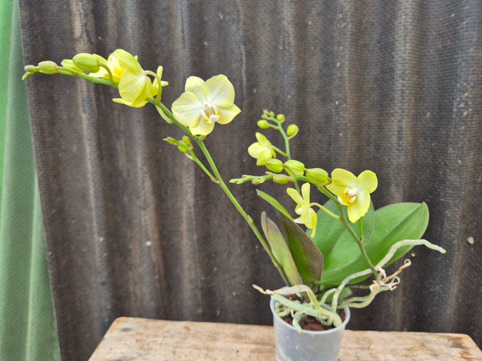 Orchidee Phalaenopsis SunnyShore p9, Ophalen of Verzenden, Halfschaduw, Minder dan 100 cm